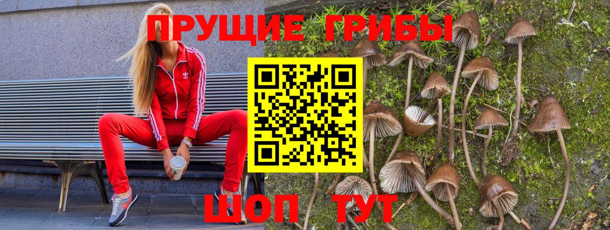 Урус-Мартан  что такое   Вход с VPN  Псилоцибиновые грибы Psilocybe 